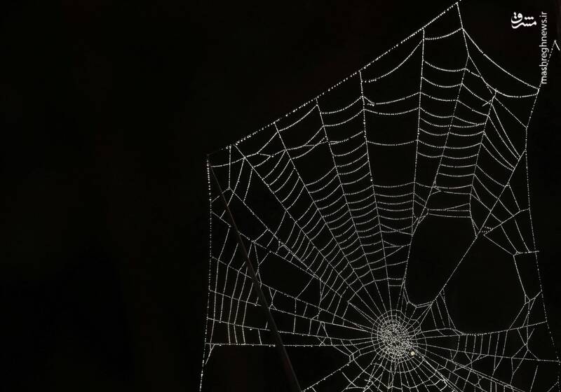 برترین تصاویر حیوانات در سال ۲۰۲۴