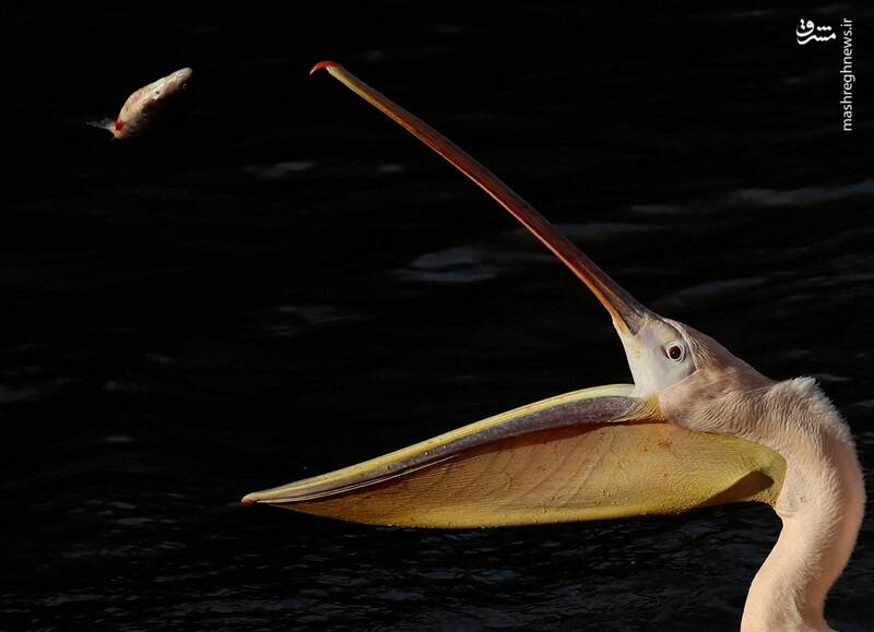 برترین تصاویر حیوانات در سال ۲۰۲۴