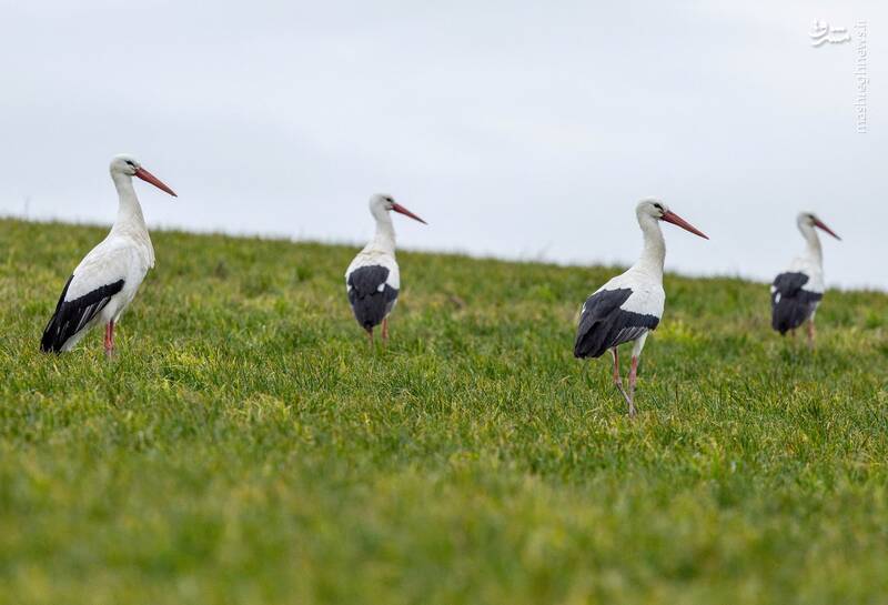 برترین تصاویر حیوانات در سال ۲۰۲۴