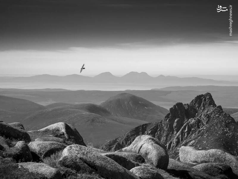 عکس/ مسابقه عکاسی حیات‌وحش ۲۰۲۴ بریتانیا