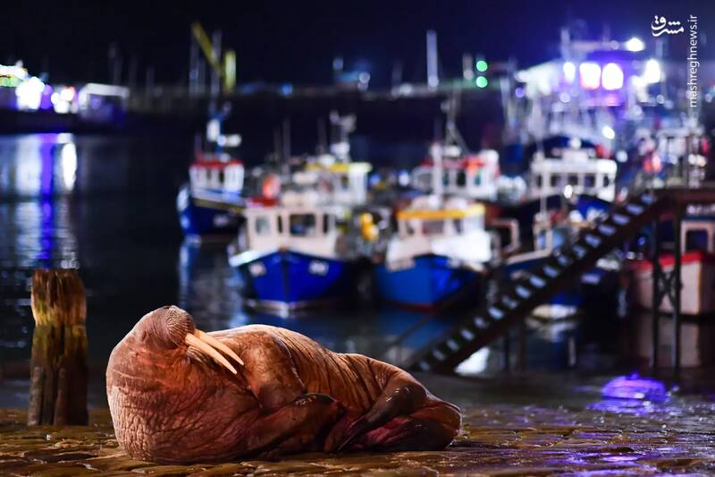 عکس/ مسابقه عکاسی حیات‌وحش ۲۰۲۴ بریتانیا