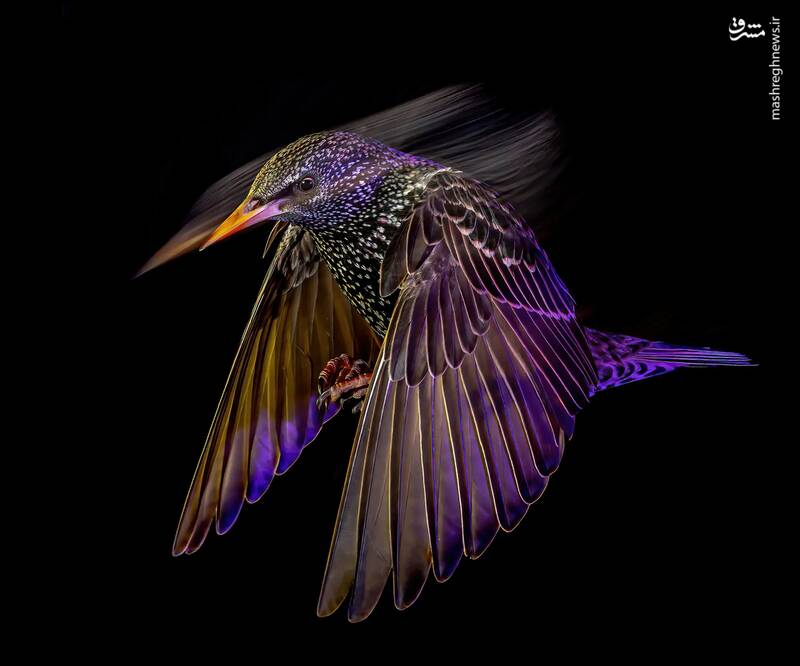 عکس/ مسابقه عکاسی حیات‌وحش ۲۰۲۴ بریتانیا