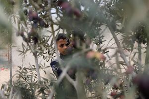 برداشت زیتون توسط یک خانواده فلسطینی در خان یونس