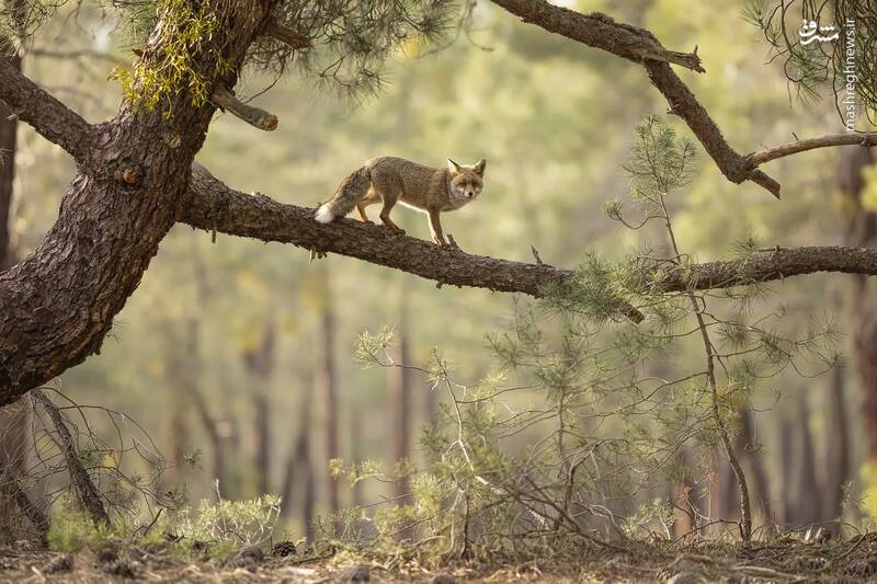 عکس/ مسابقه عکاسی حیات‌وحش ۲۰۲۴ بریتانیا