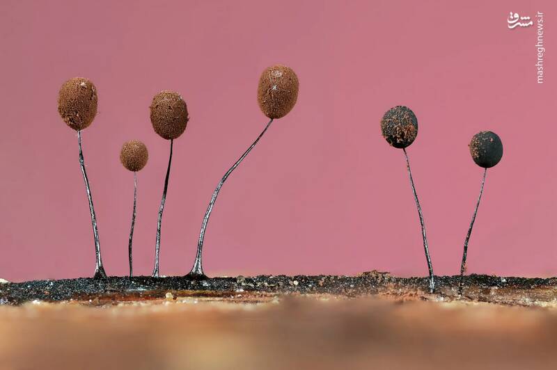 عکس/ مسابقه عکاسی حیات‌وحش ۲۰۲۴ بریتانیا