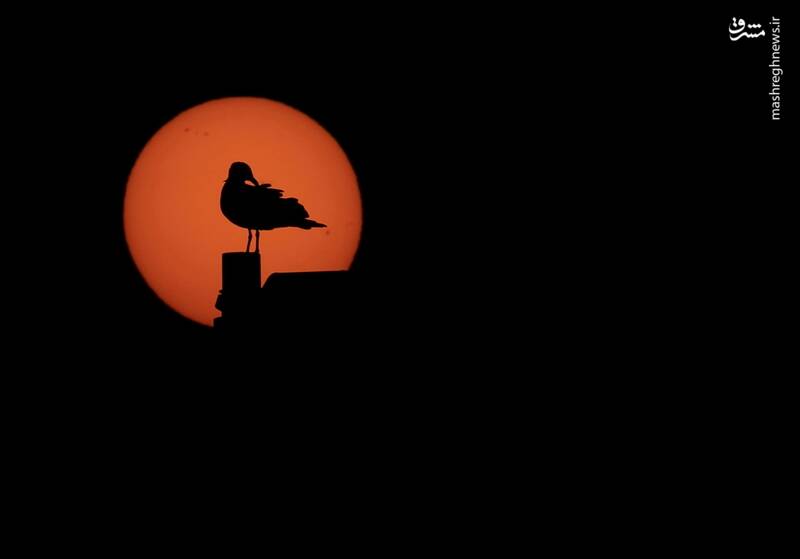 برترین تصاویر حیوانات در سال ۲۰۲۴