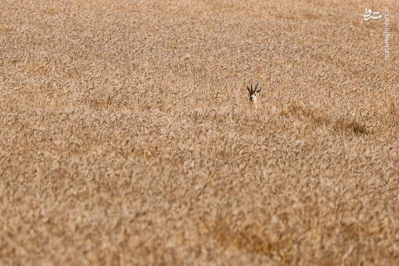 برترین تصاویر حیوانات در سال ۲۰۲۴