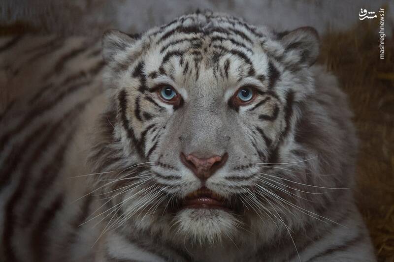 برترین تصاویر حیوانات در سال ۲۰۲۴