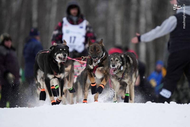 برترین تصاویر حیوانات در سال ۲۰۲۴