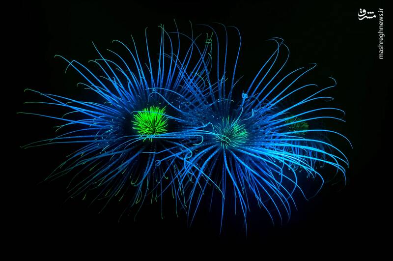 عکس/ مسابقه عکاسی حیات‌وحش ۲۰۲۴ بریتانیا