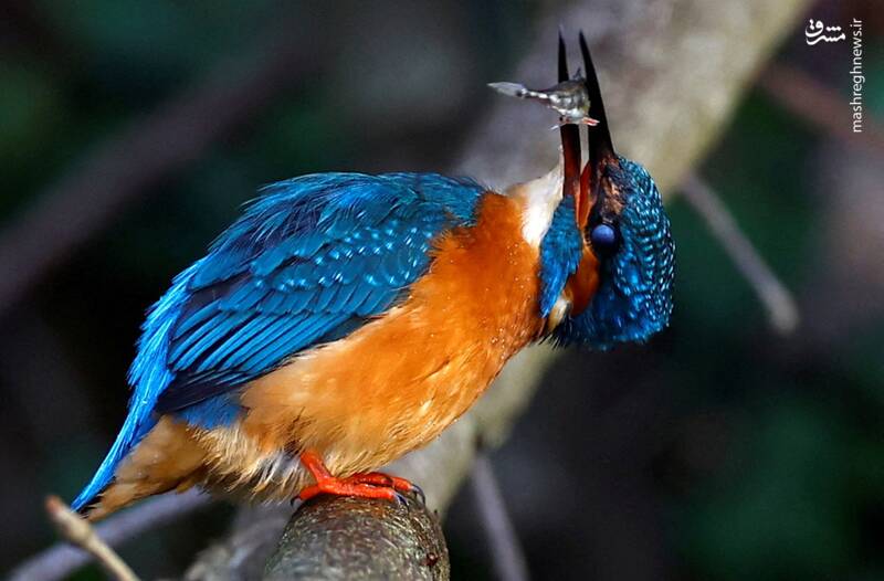 برترین تصاویر حیوانات در سال ۲۰۲۴