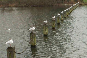 عکس/ حیوانات در طرح فاصله گذاری