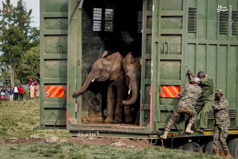انتقال فیل‌ها به در پارک ملی Aberdare در شهر نیری _ کنیا