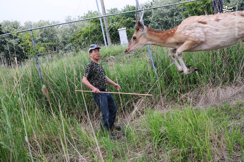 برترین تصاویر حیوانات در سال ۲۰۲۴