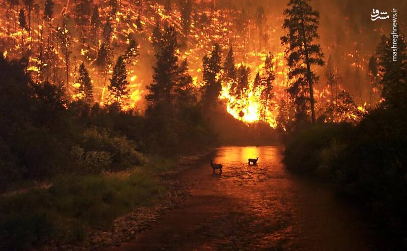 زمین در محاصره سیل، خشکسالی و آتش‌سوزی‌های بی‌سابقه/ اروپا و آمریکا در آتش خشم طبیعت می‌سوزند + عکس