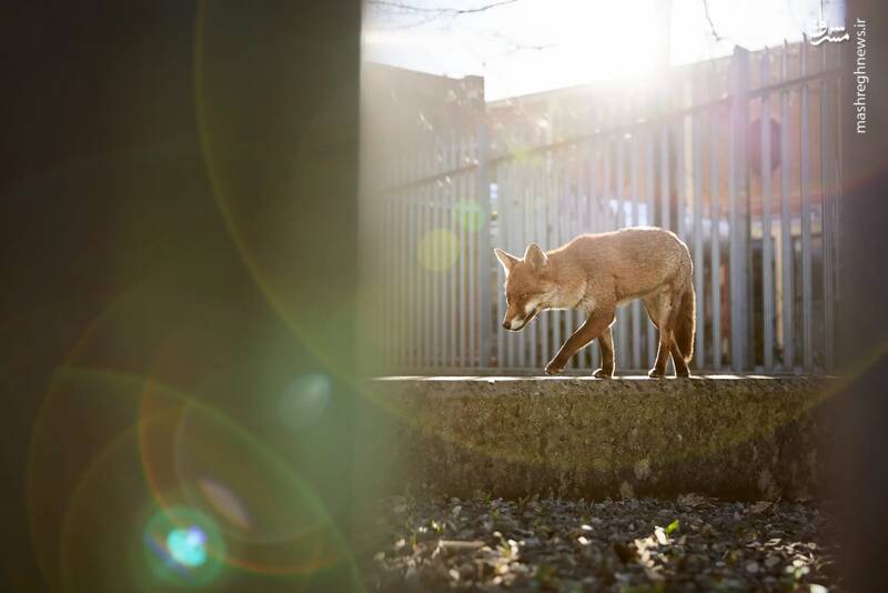 عکس/ مسابقه عکاسی حیات‌وحش ۲۰۲۴ بریتانیا