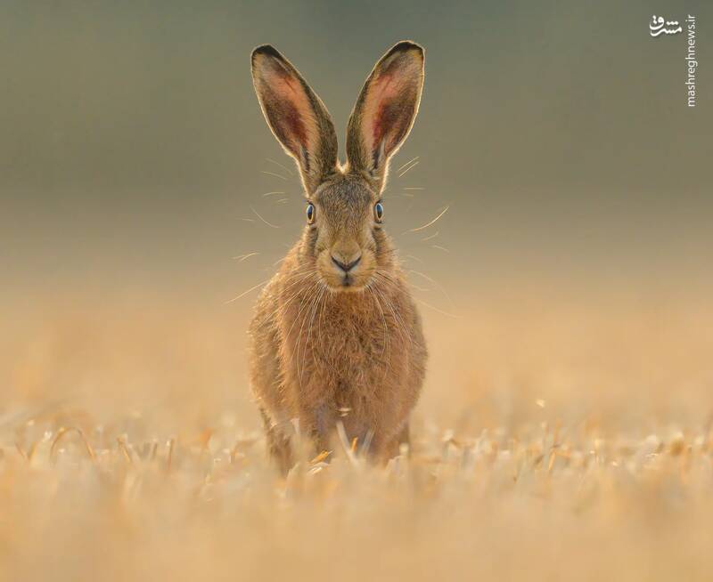 عکس/ مسابقه عکاسی حیات‌وحش ۲۰۲۴ بریتانیا